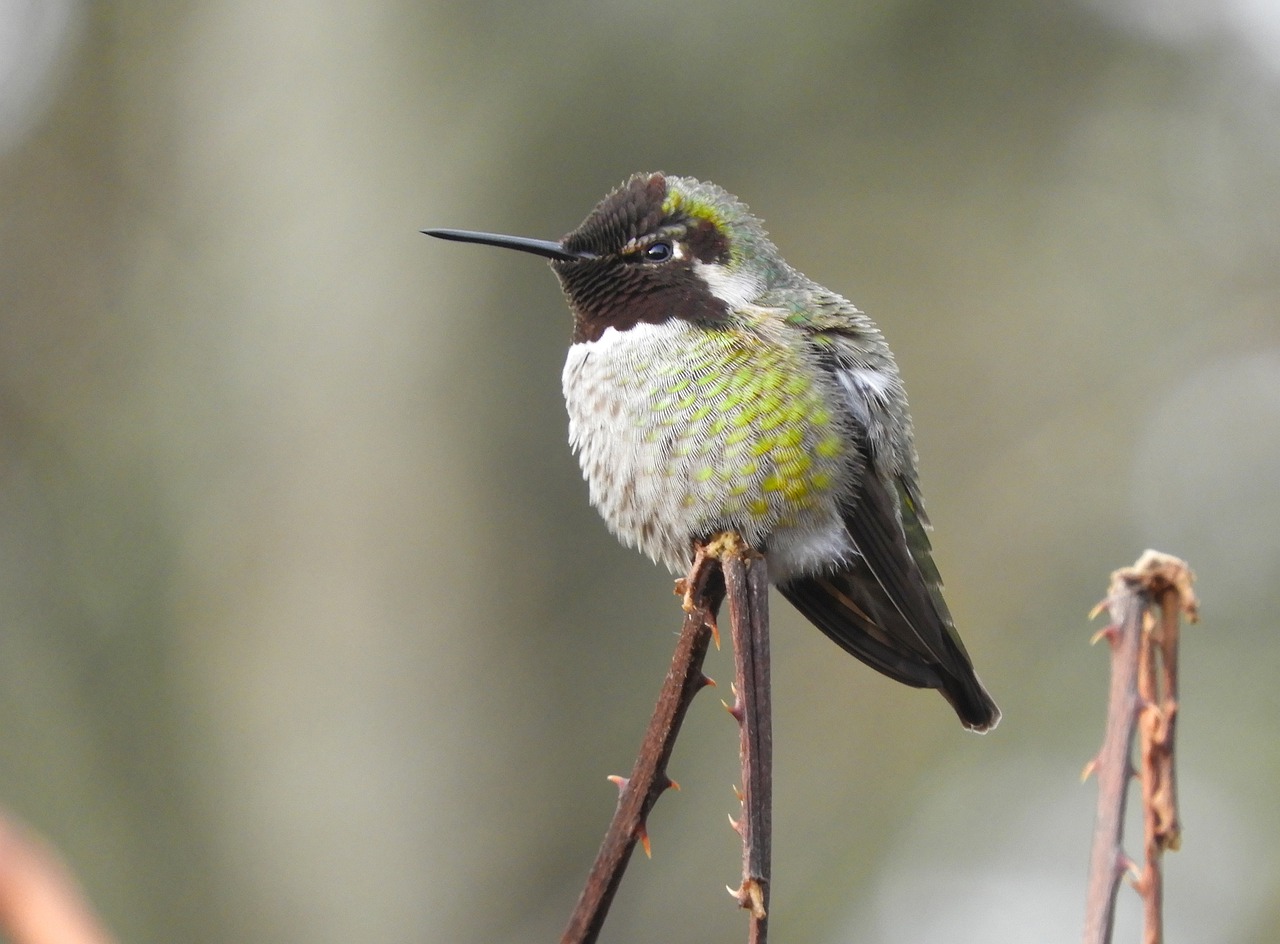anna hummingbird wa state  bird  nature free photo