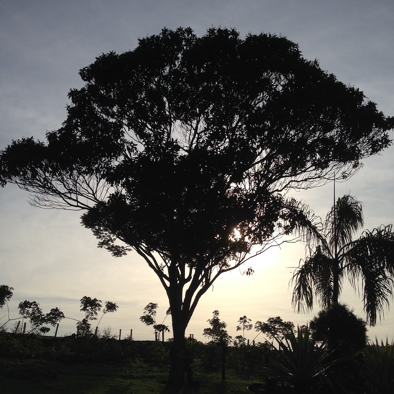 annapolis tree dawn free photo
