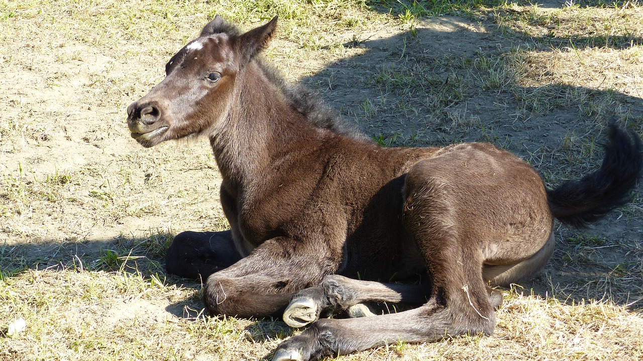 annimal horse foal resting free photo