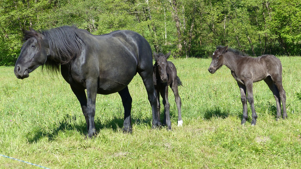 annimal merens horses foal free photo