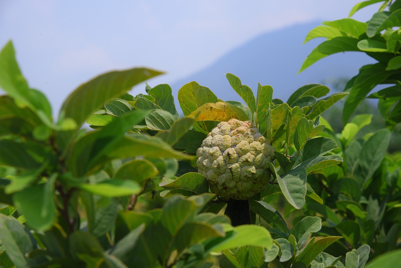 annona  fruit  green free photo