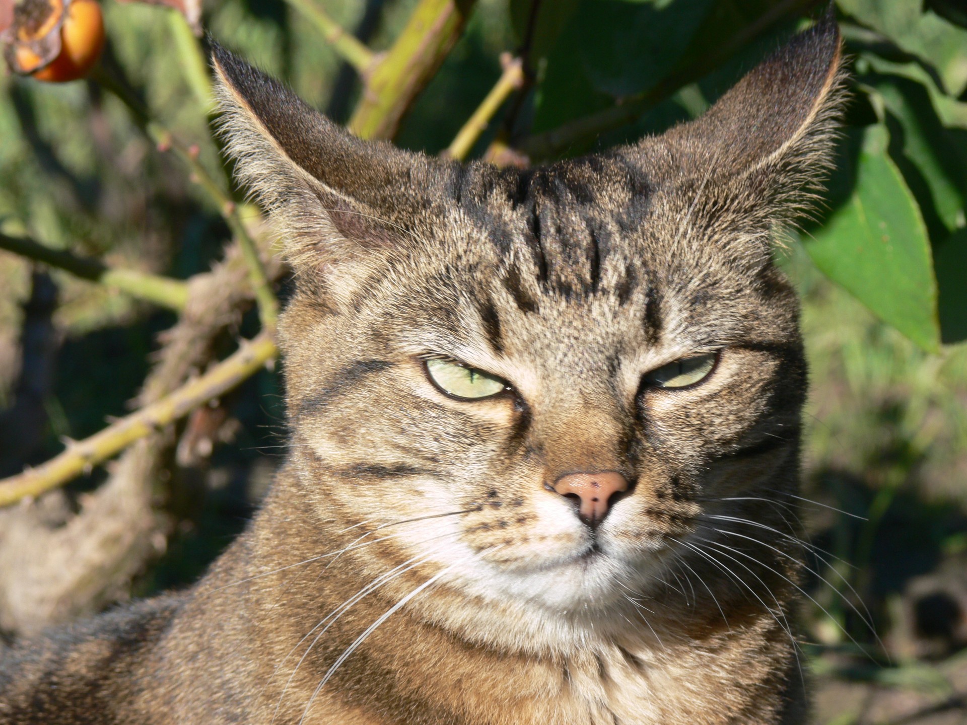 angry tabby cat free photo