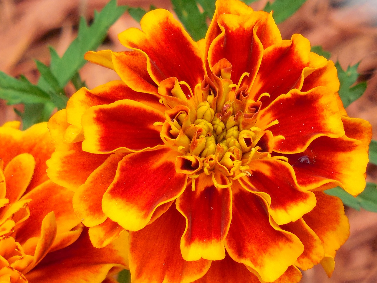 annual marigold plant free photo