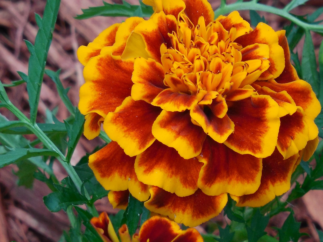 annual marigold plant free photo