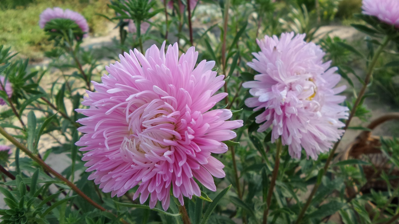 annual aster pink free photo