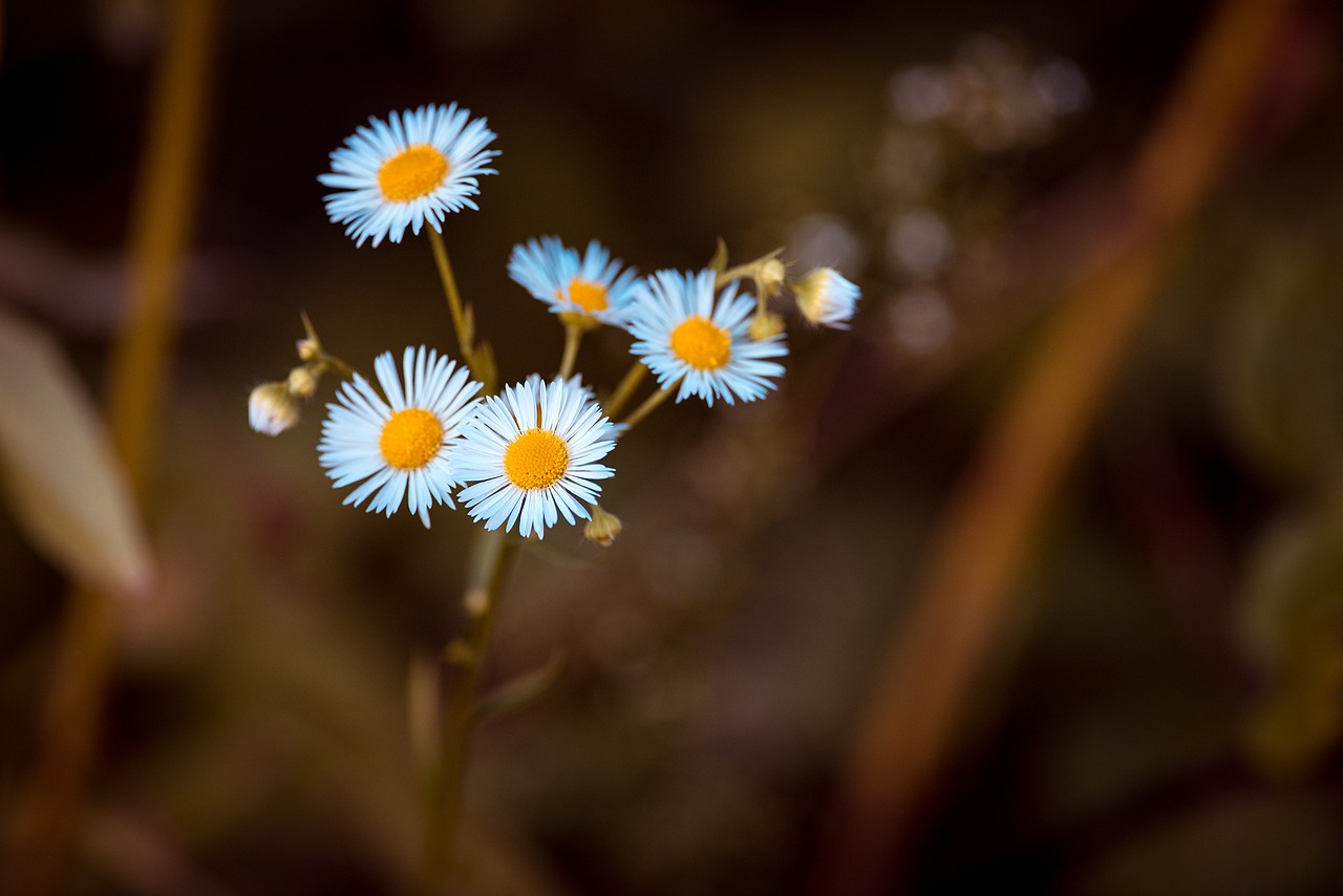 annual fleabane occupation herb white fine jet free photo