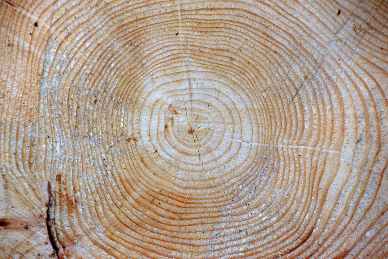 wood spruce picea abies jahresringe free photo