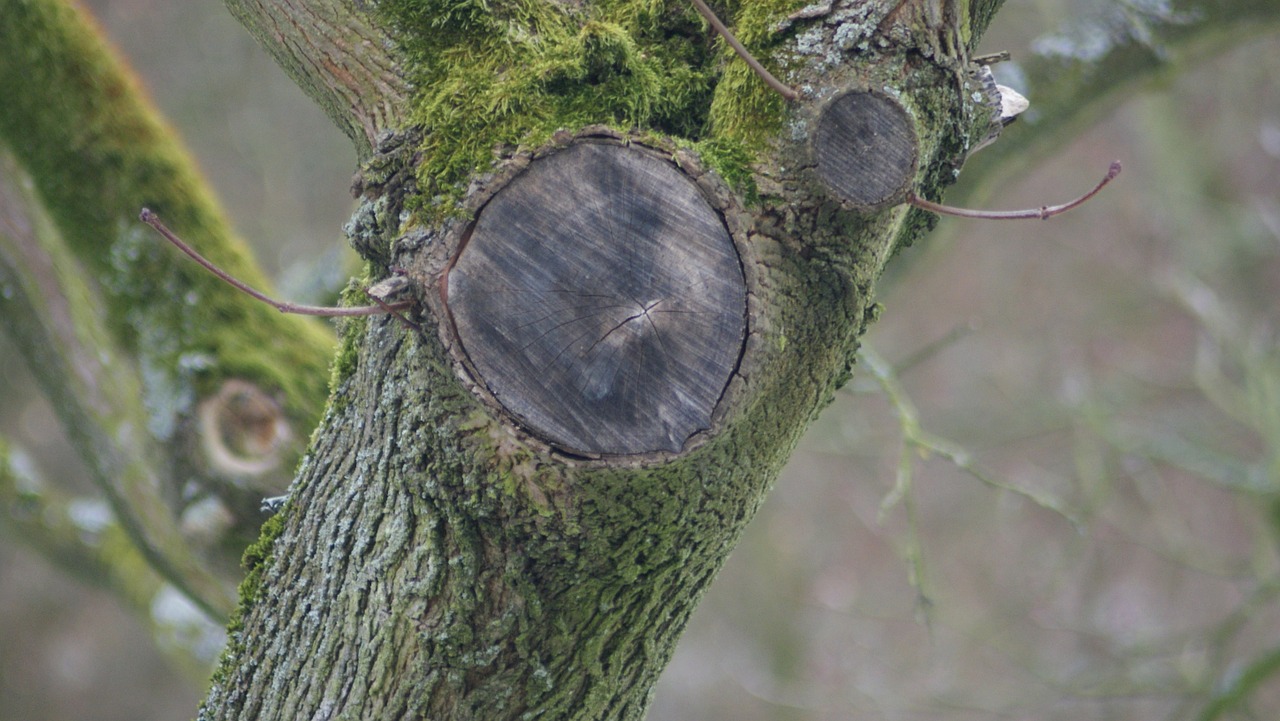 annual rings branch sawed off free photo