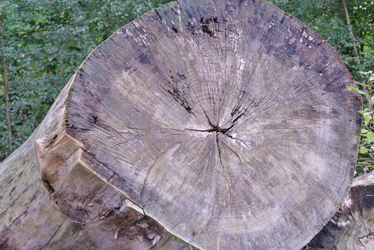 annual rings tree bark tree free photo