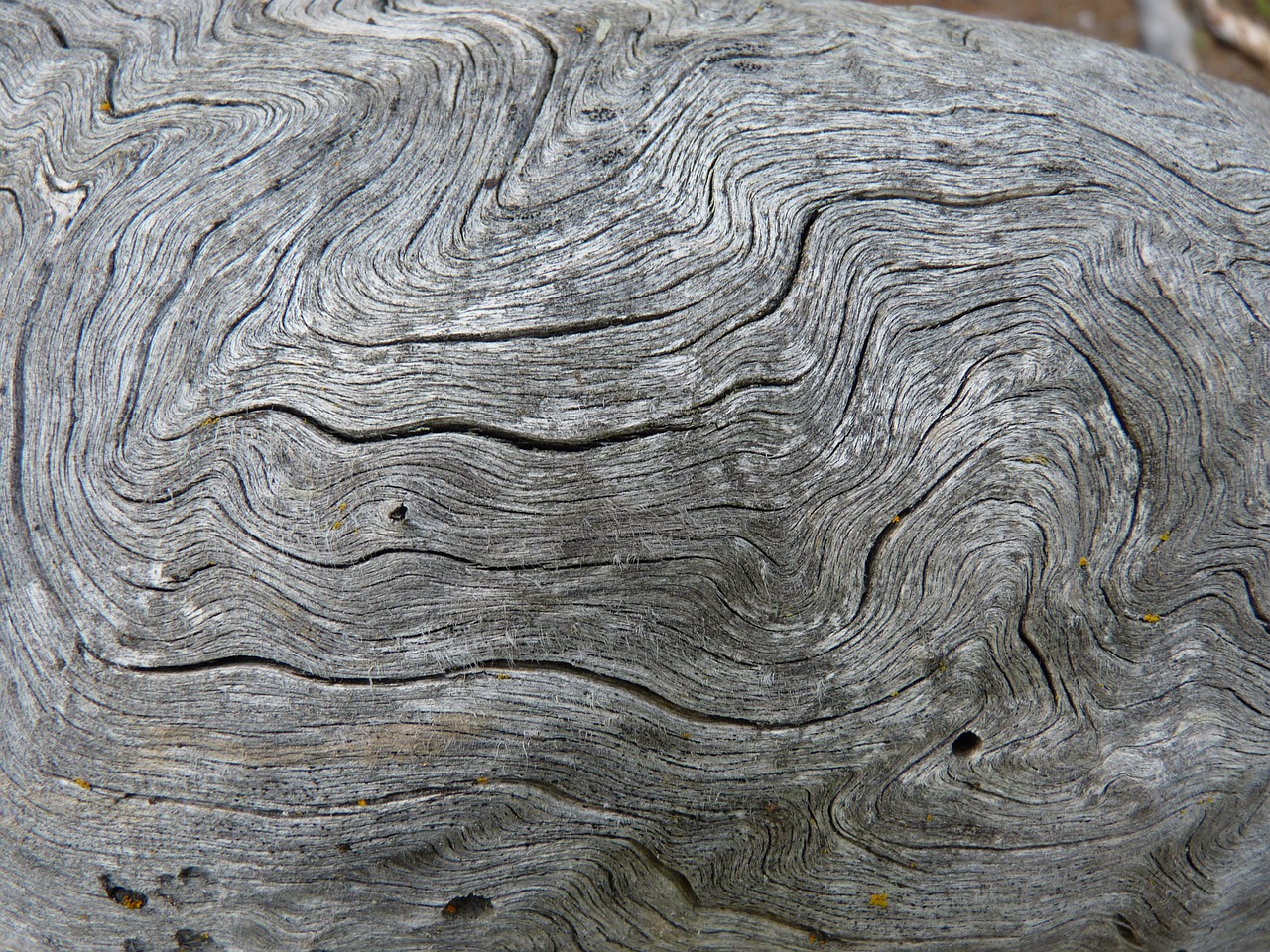 annual rings wood dry free photo