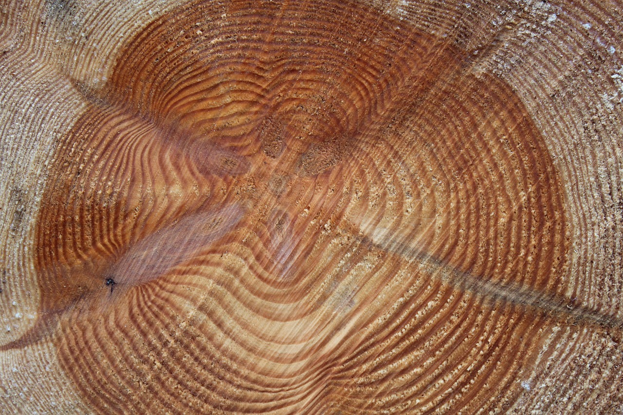 annual rings tree wood free photo
