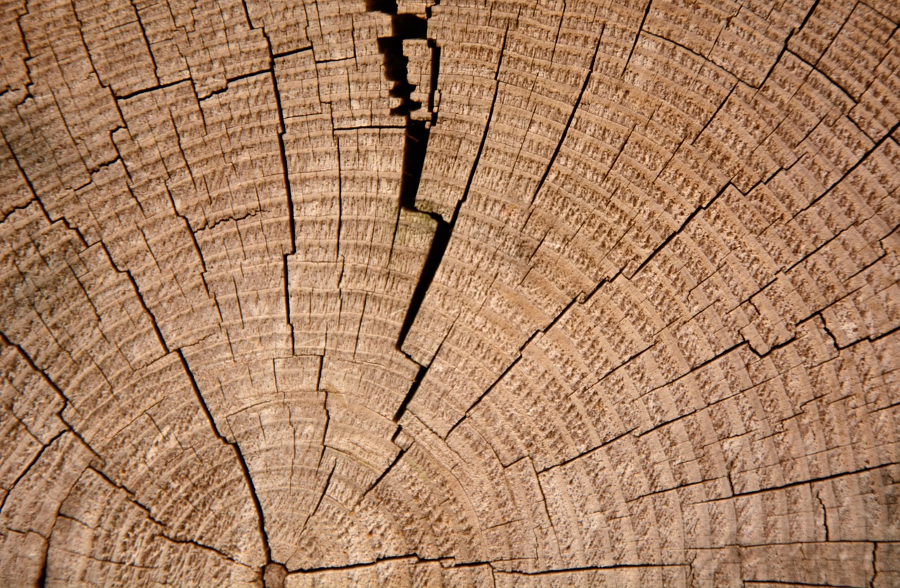 annual rings tree wood free photo