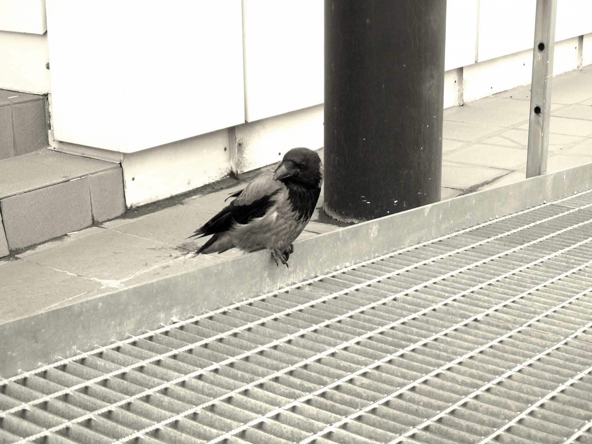 crow bird urban free photo