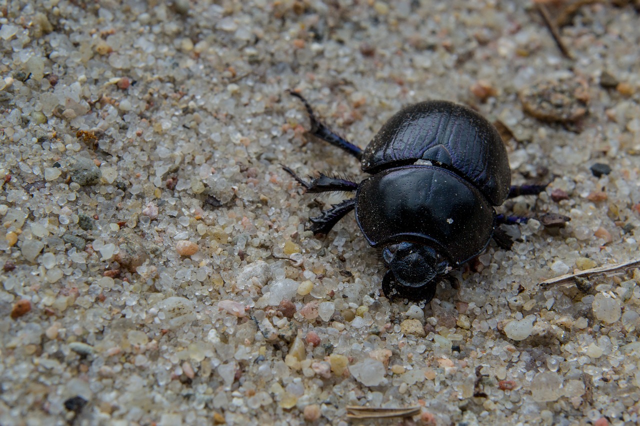 anoplotrupes stercorosus forest dung beetle nature free photo