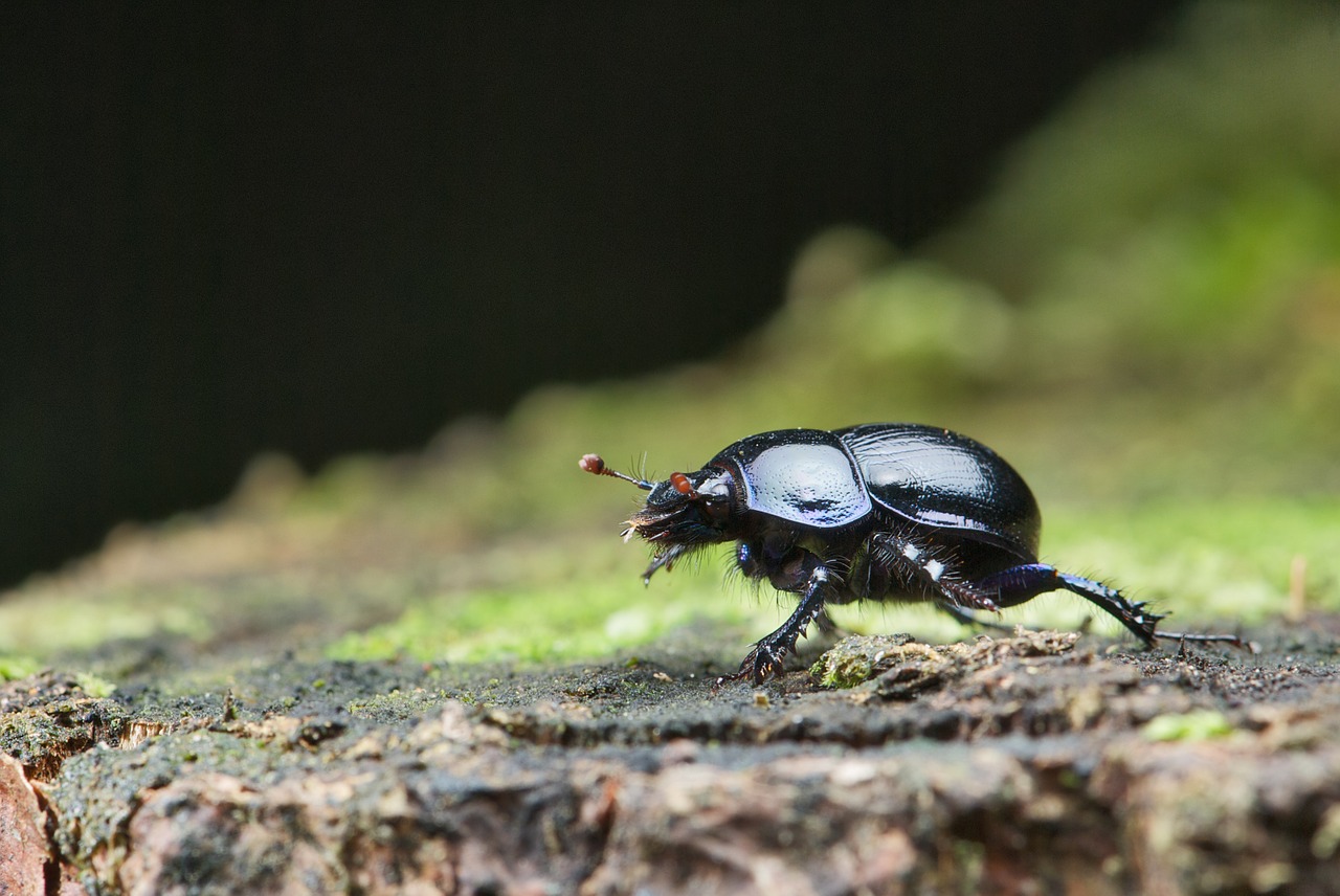 anoplotrupes stercorosus beetle dung free photo