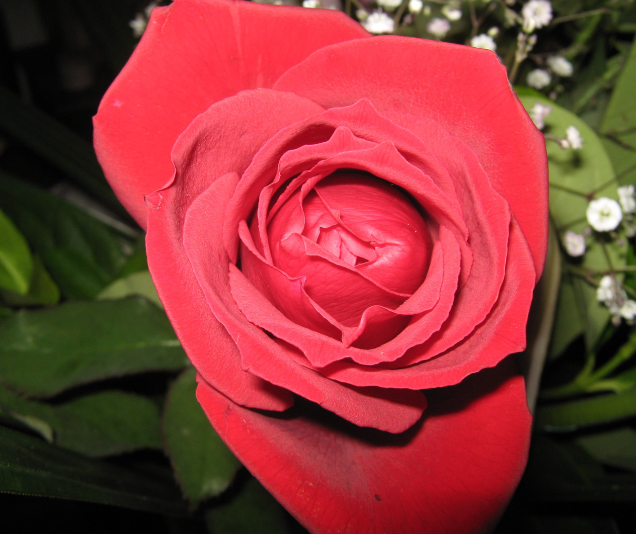 rose flower red free photo