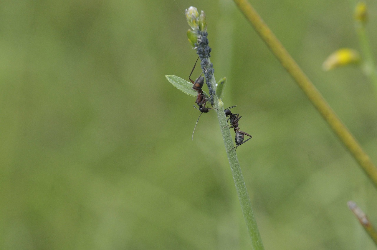ant lavender nature free photo