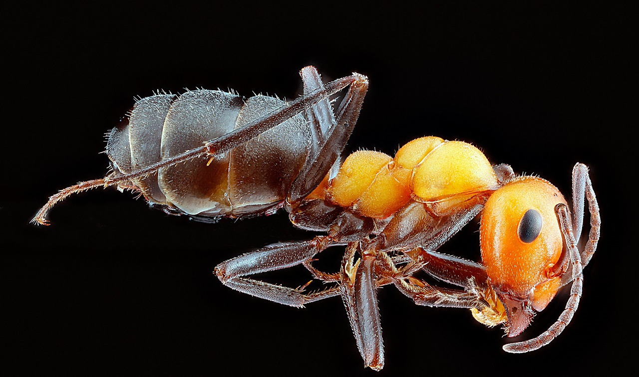 ant worker macro free photo