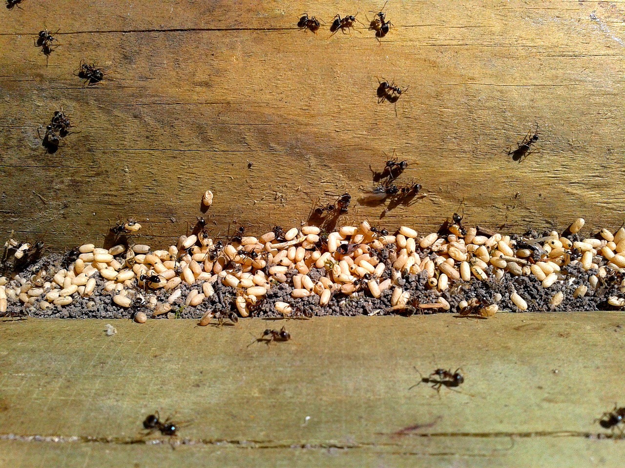 ant ants eggs free photo