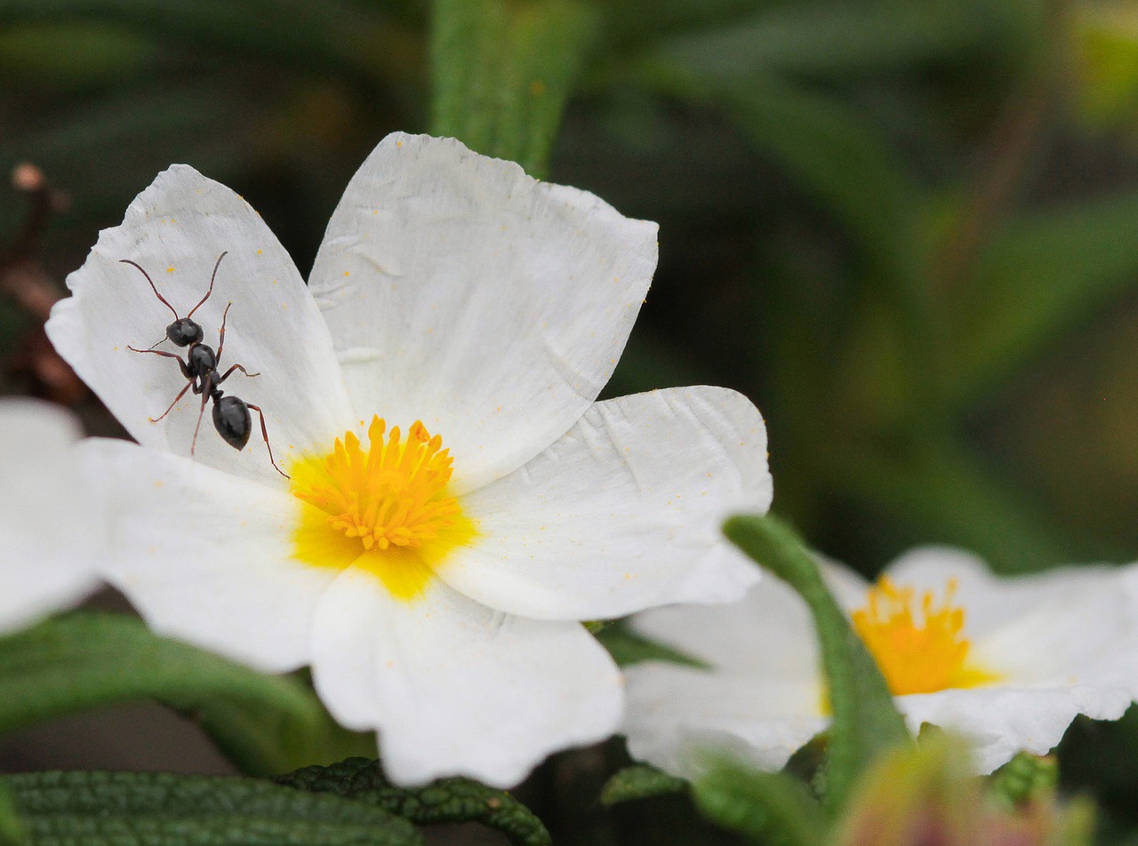 ant cistus flowers free photo