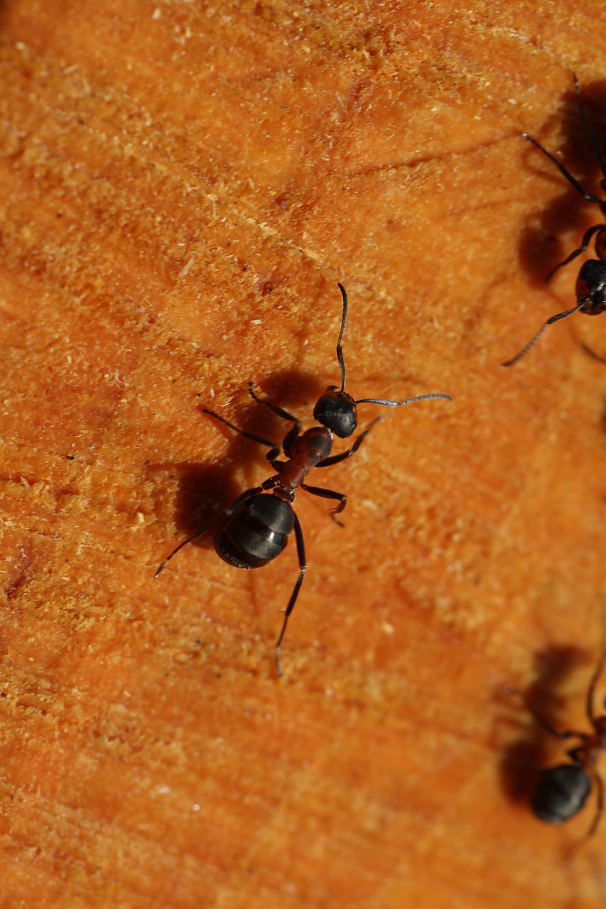 ant detail wood free photo
