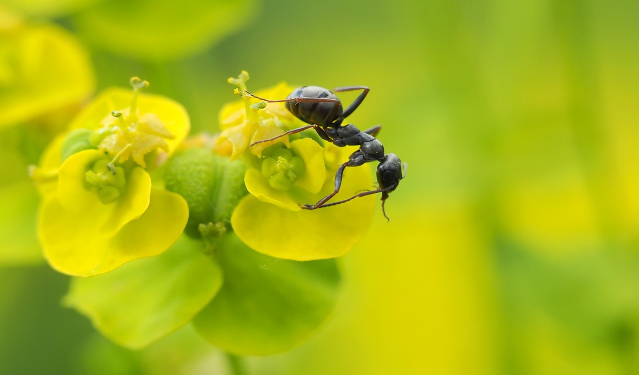 insect nature live free photo