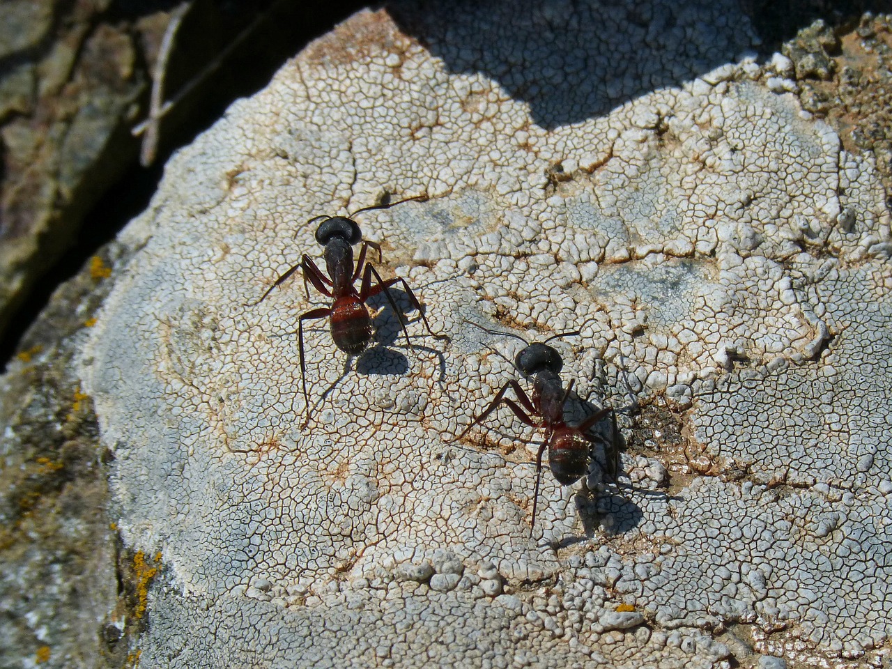 ant couple detail free photo