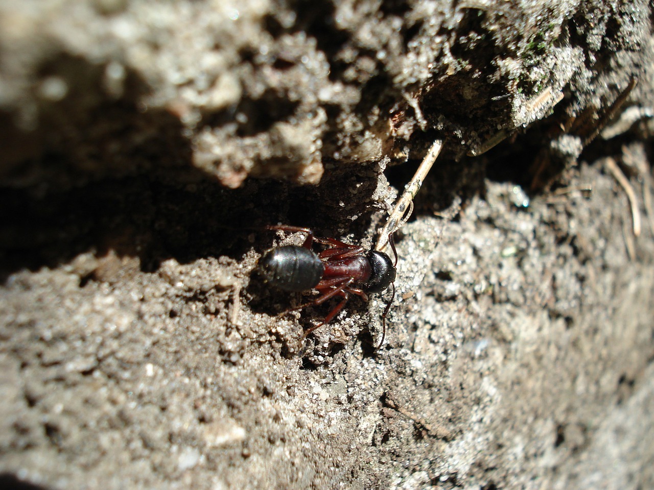 ant wood ant nature free photo
