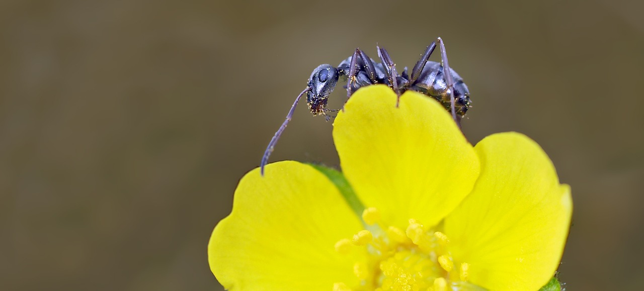 insect nature live free photo