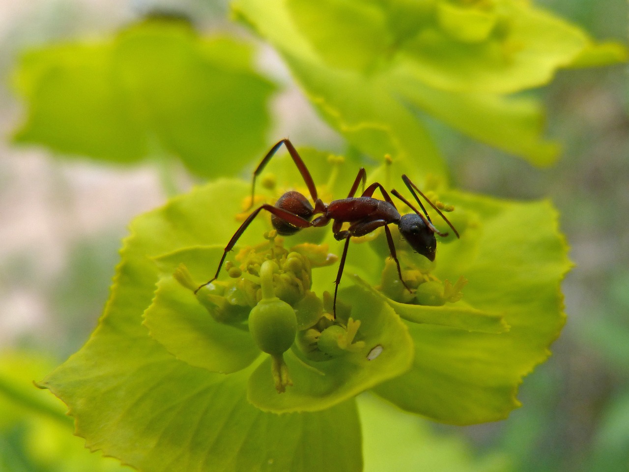ant insect detail free photo