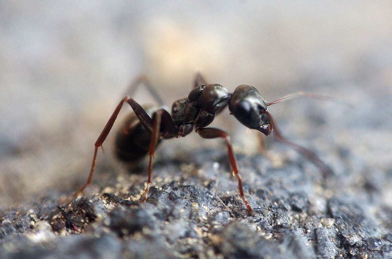 ant insect macro free photo