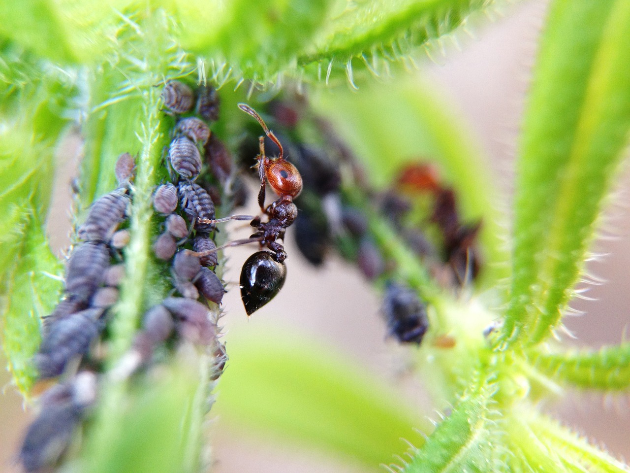 ant larvae animals free photo