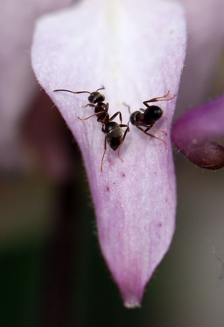 ant macro closeup free photo