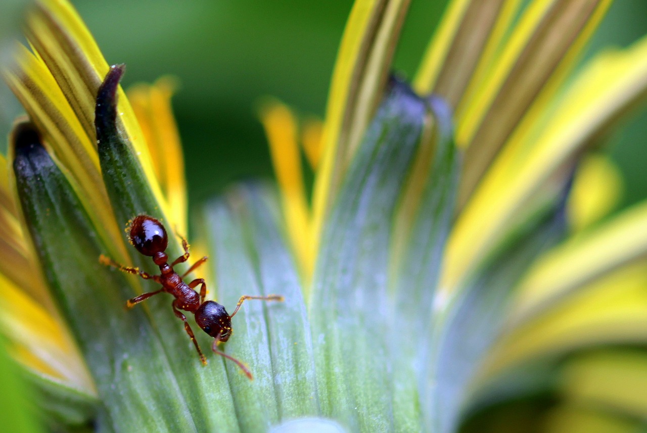 ant red garden ant red yellow node ant free photo
