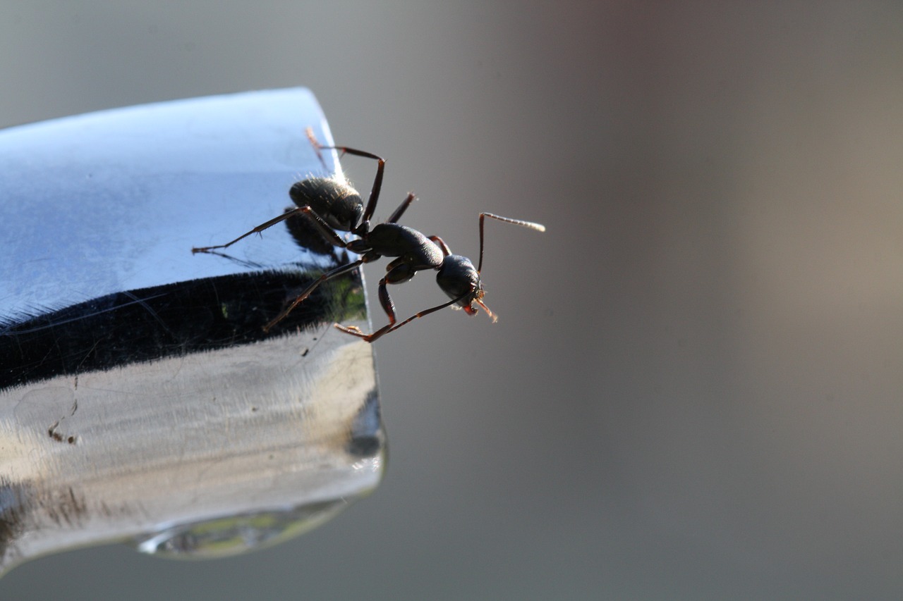ant insects faucet free photo