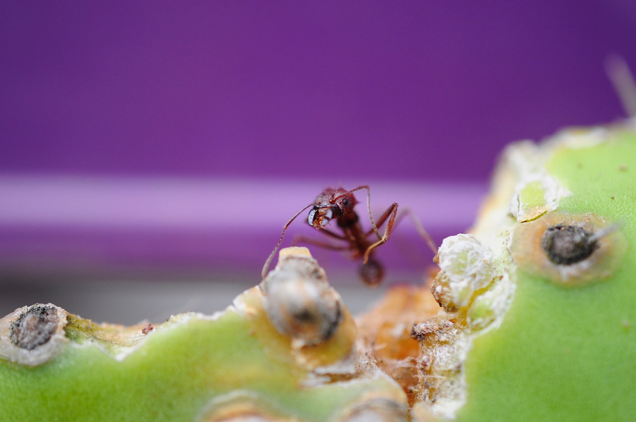 ant macro cactus free photo