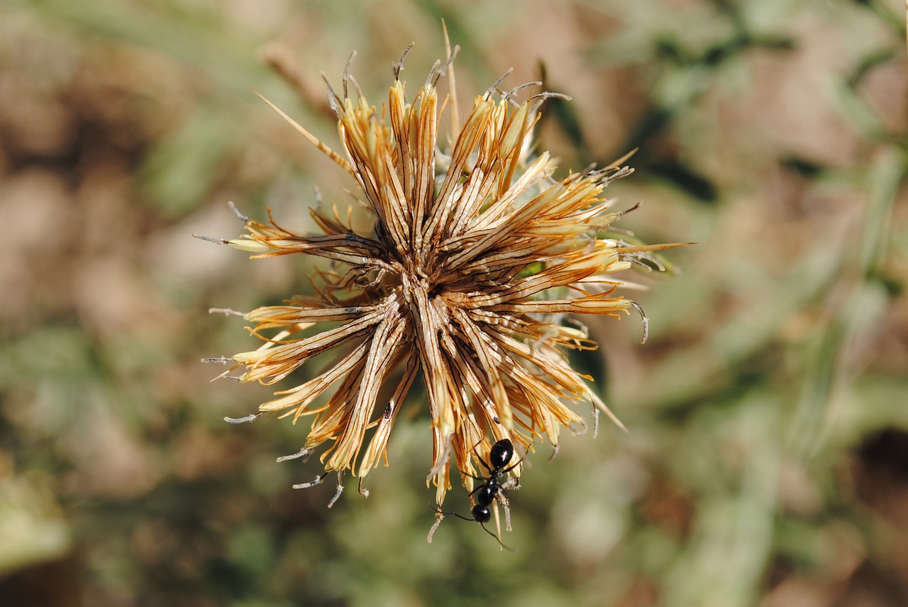 ant dandelion field free photo