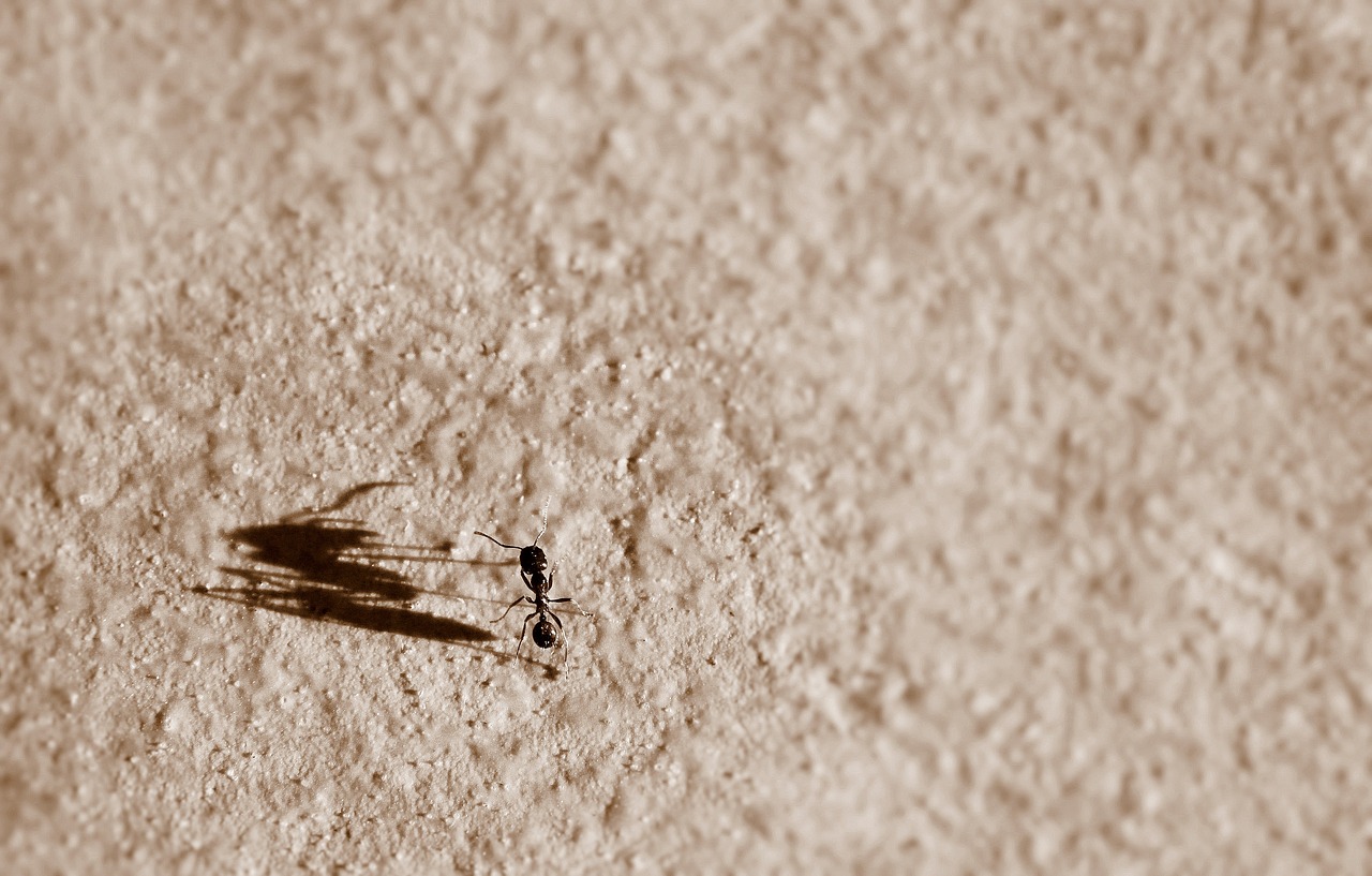 ant shadow big free photo