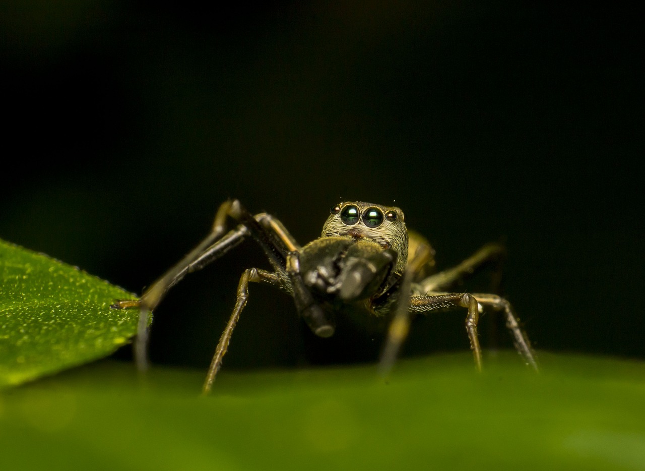 spider macro nature free photo