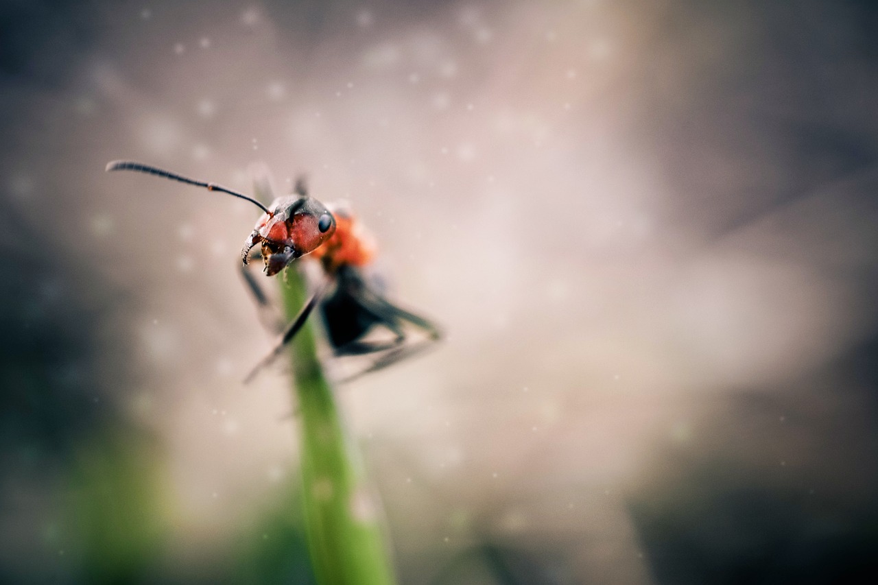 ant insects macro free photo