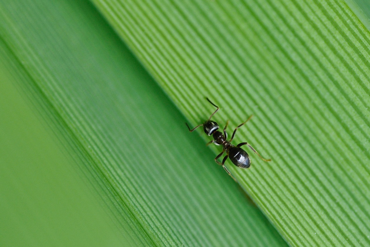 ant insect green free photo