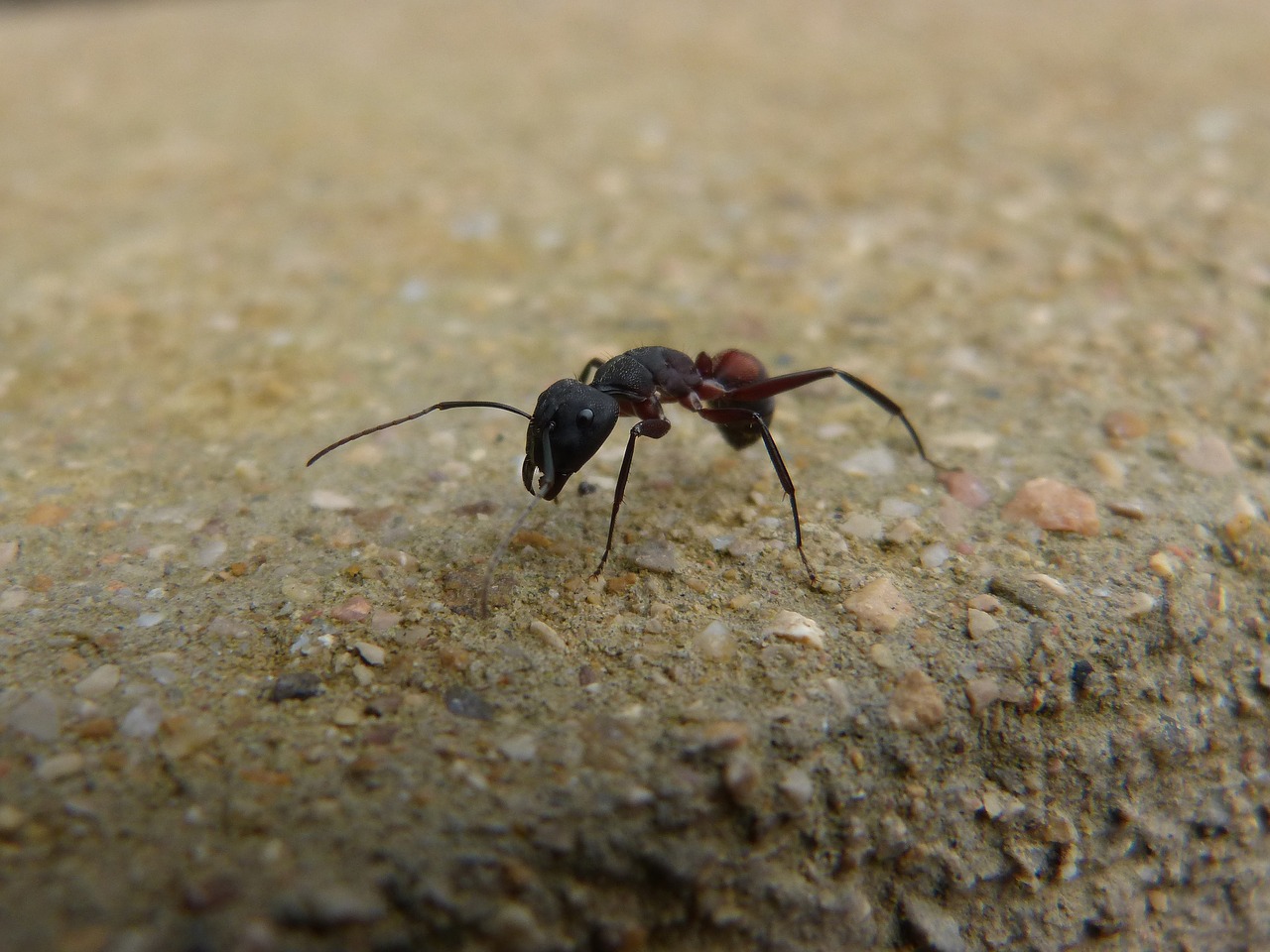 ant insect detail free photo