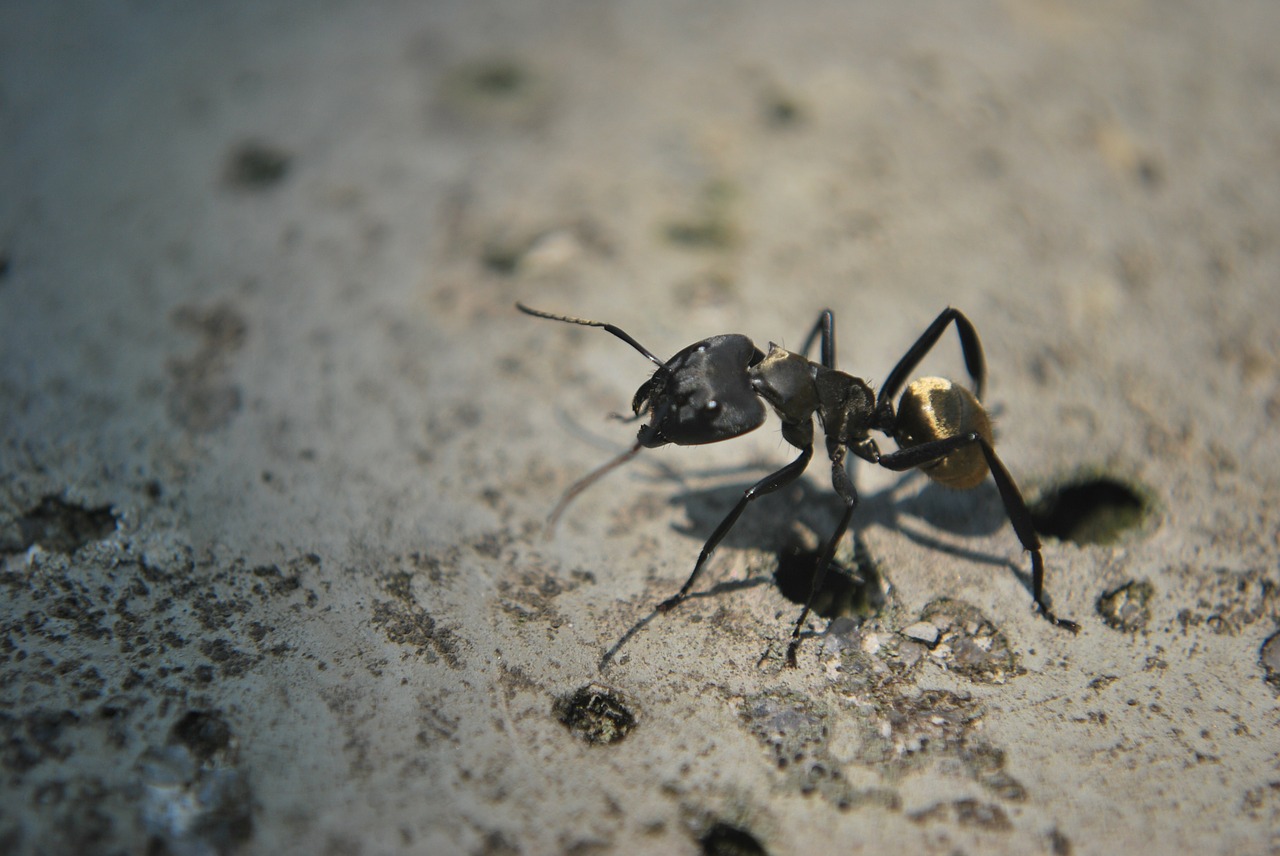 ant animal insect free photo