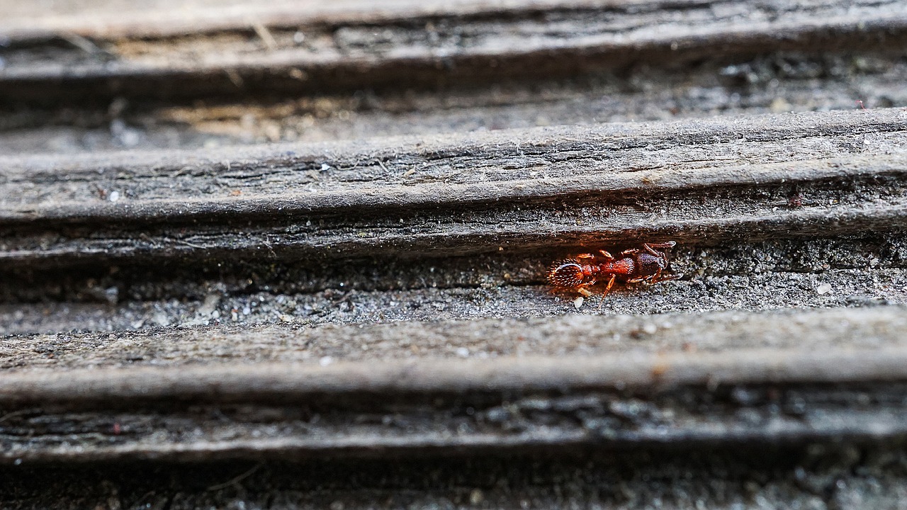 ant wood macro free photo