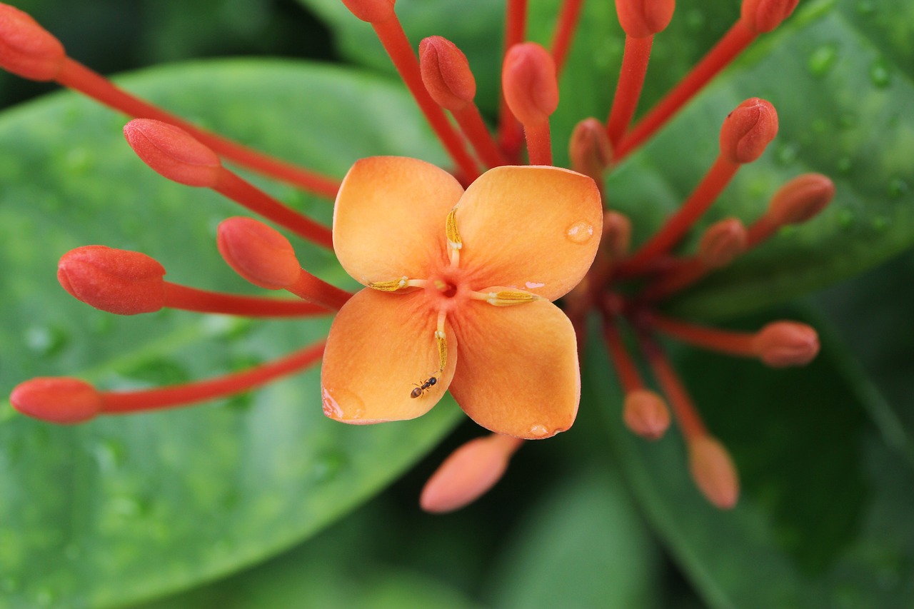 ant flower green leaf free photo