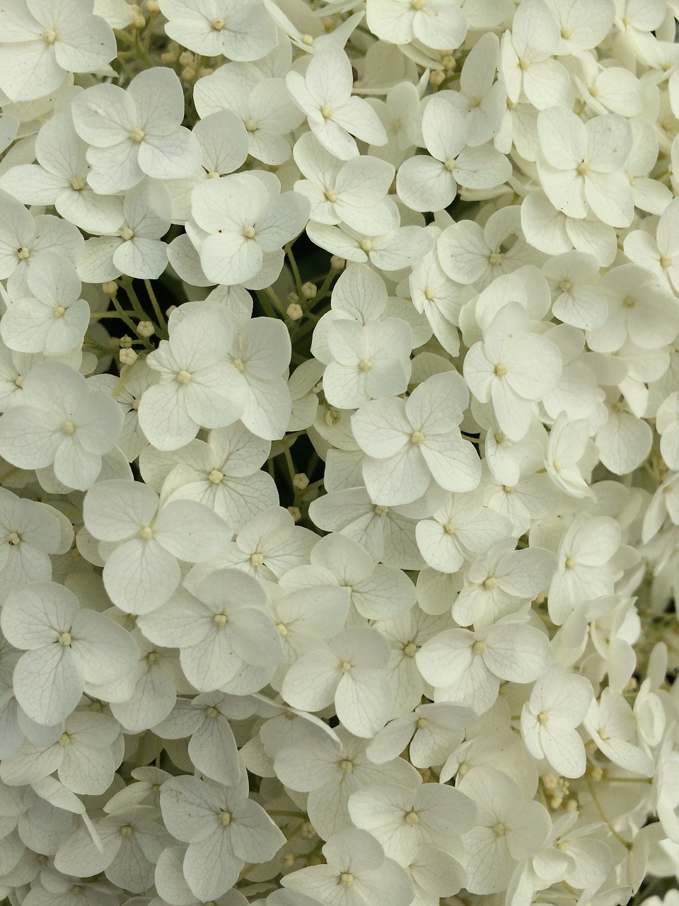 ant white flowers flower free photo