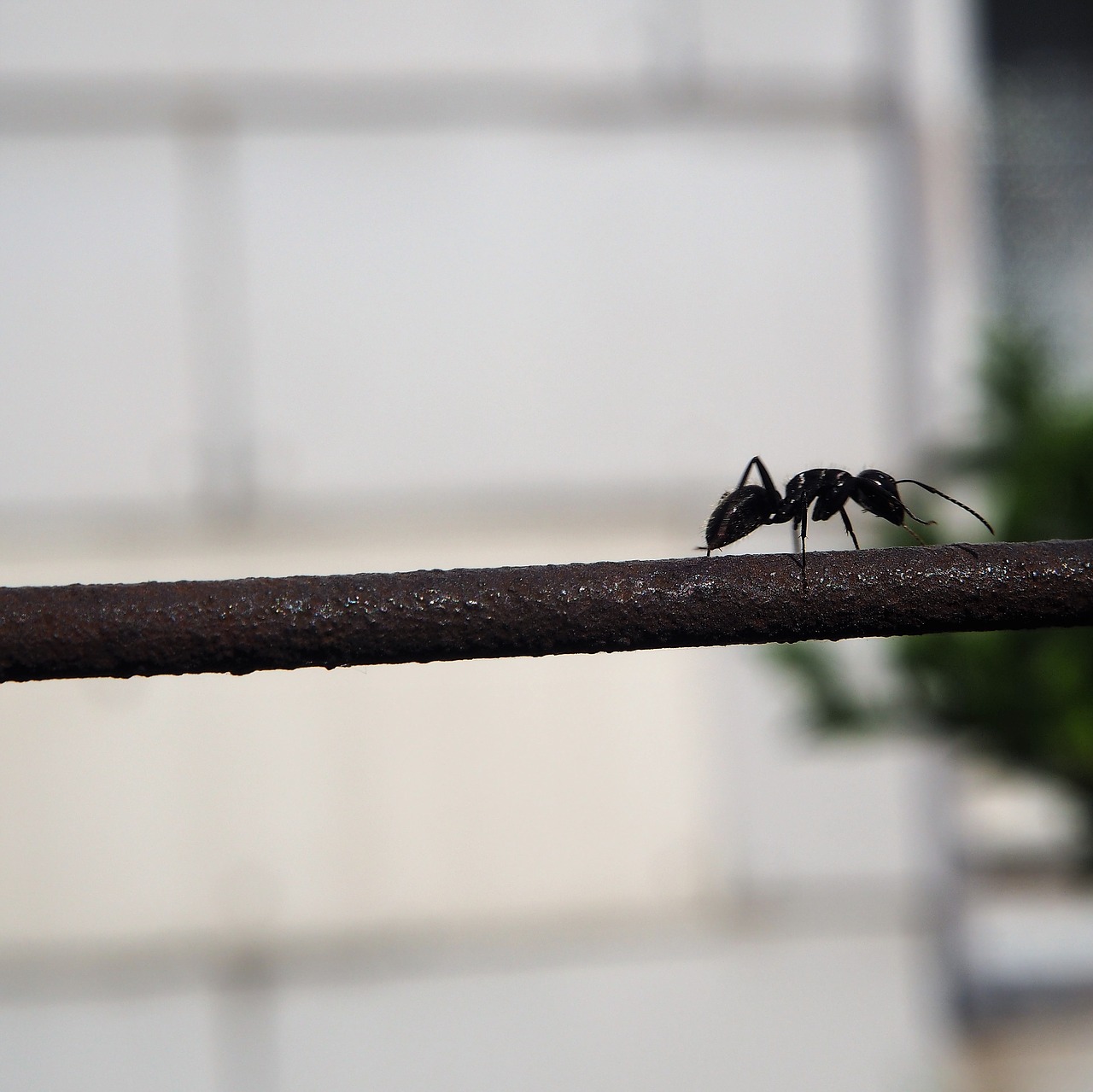 ant fence insect free photo