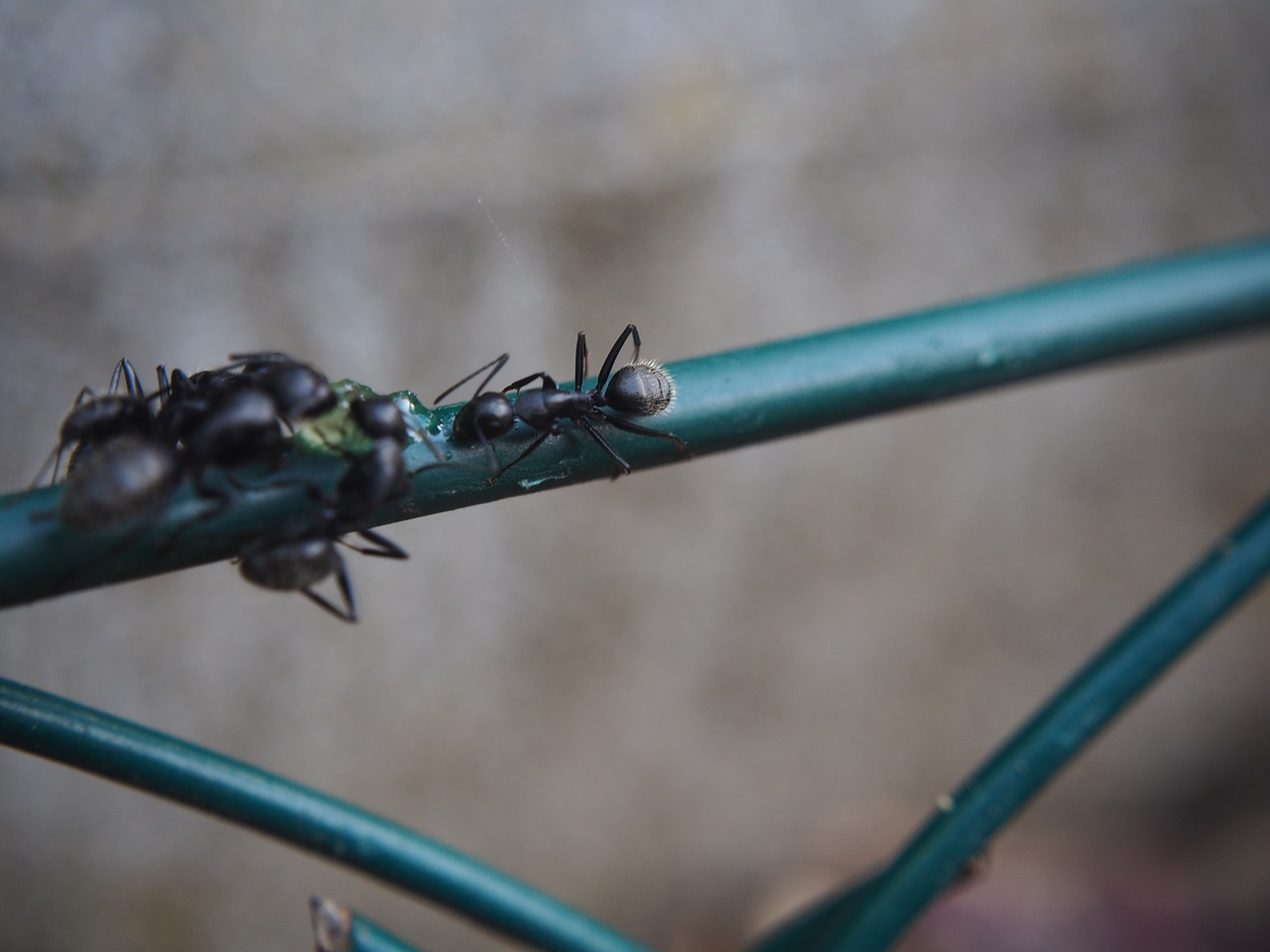 ant insect fence free photo