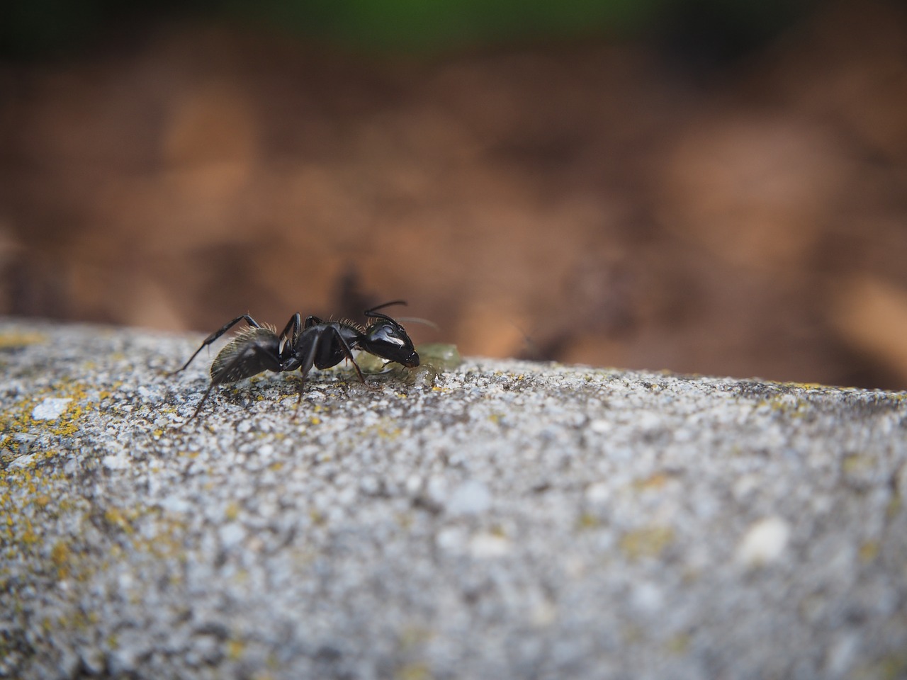 ant insect nature free photo