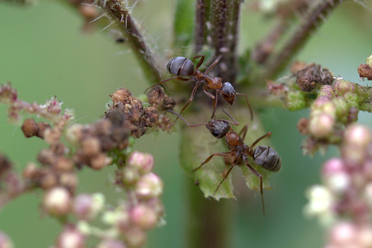 ant plant macro free photo